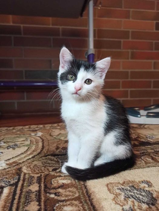 Котята ищут дом, мальчик и девочка (2 месяца)