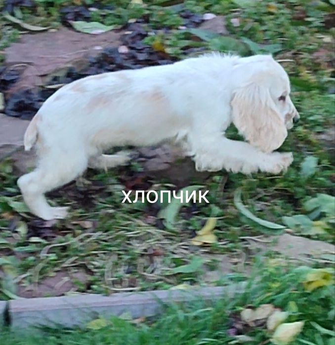 Цуценята породи англійський кокер спаніель