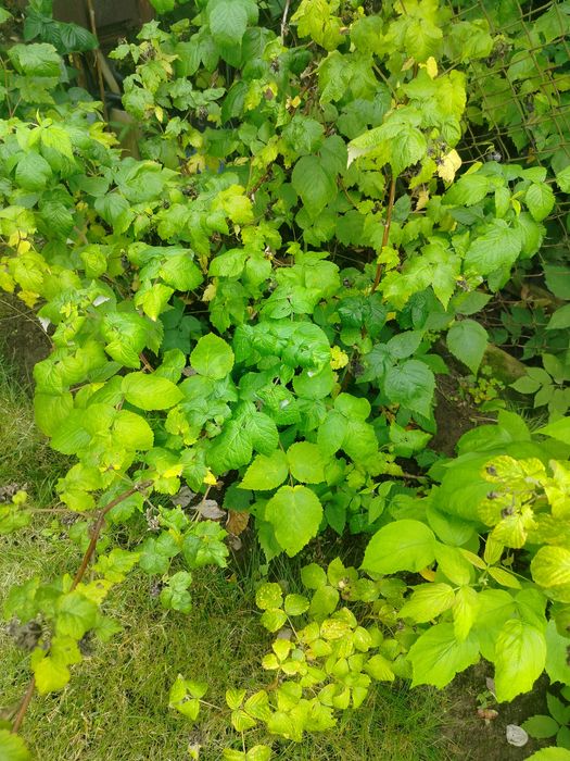 Oddam maliny letnie czytaj opis