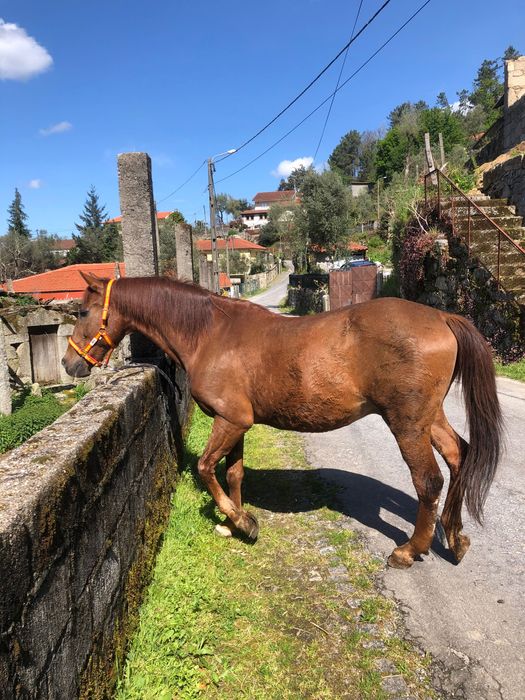 Cavalo manso com 12 anos