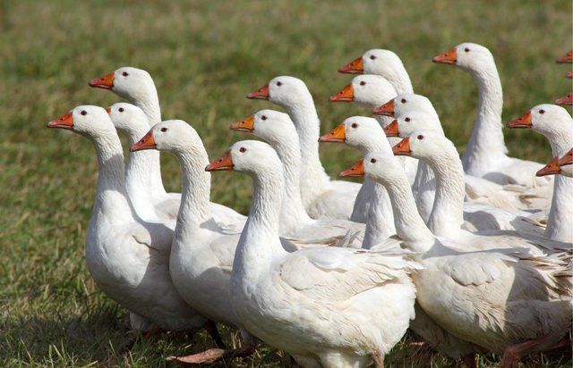 Gęś, Gęsi, Gęsina Ekologiczne, tuszka, tuszki, super cena
