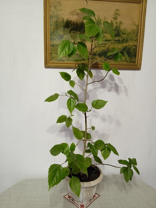 Китайська троянда, махрова