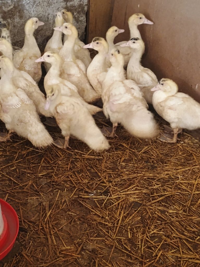 Kaczki pekinki francuskie