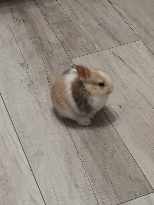 Oddam królika miniaturkę w dobre ręce. Kupiony w sklepie 07.11.2025