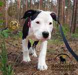 Amstaff FCI / ZKwP szczeniak czarna suczka American Staffordshire terr