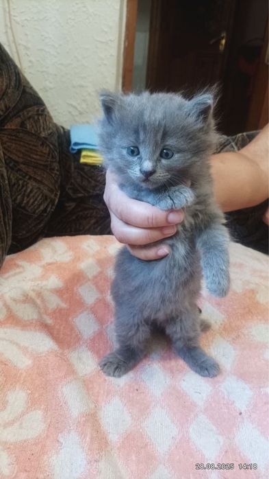 Продам красивых котят