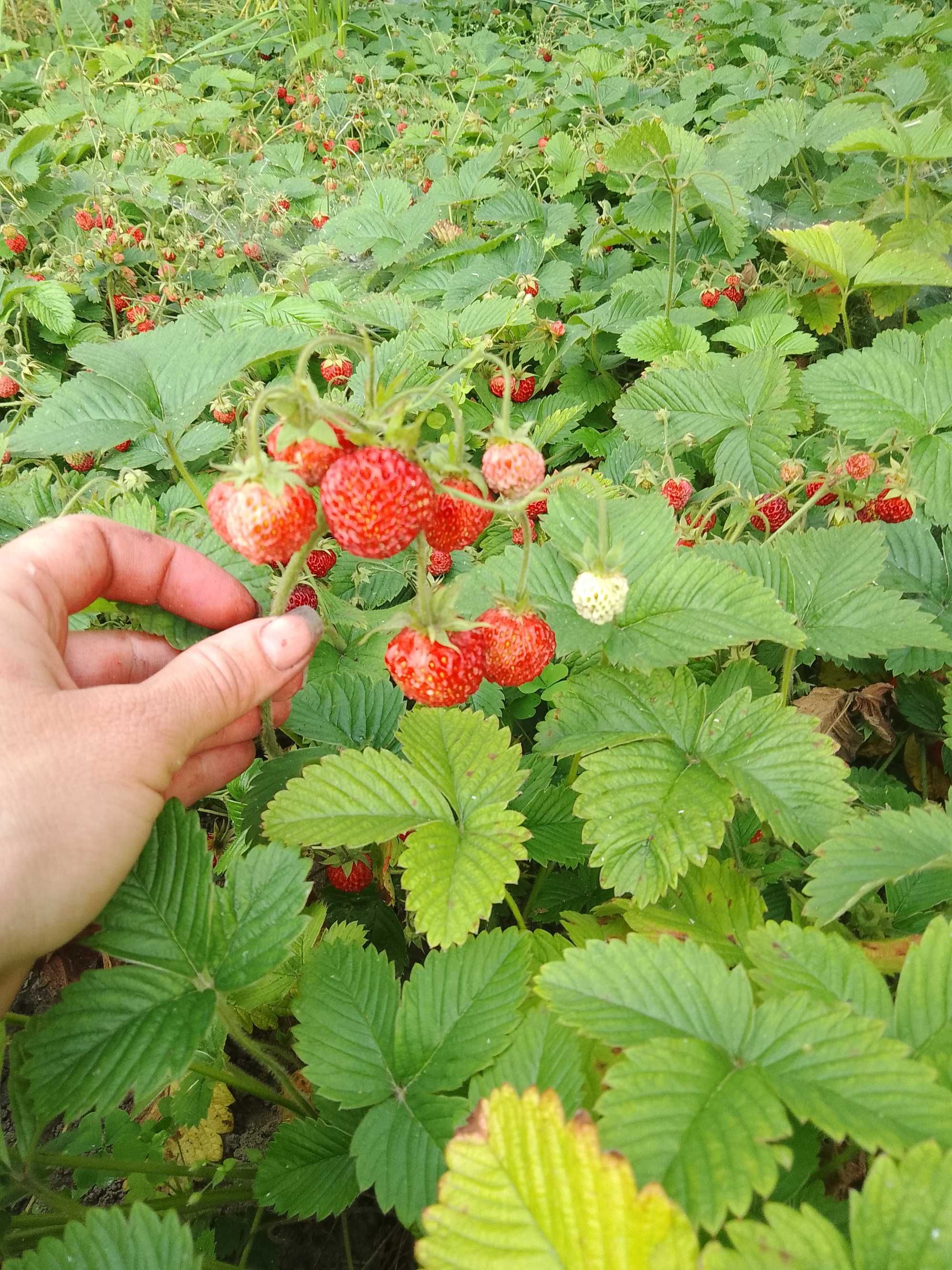 Суниця садова, смачна