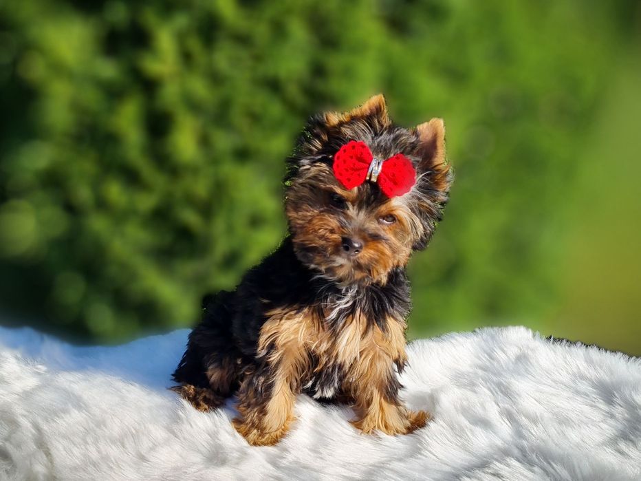 maleńka JOSIE mini Yorkshire Terrier Black&Tan z pełnym rodowodem!