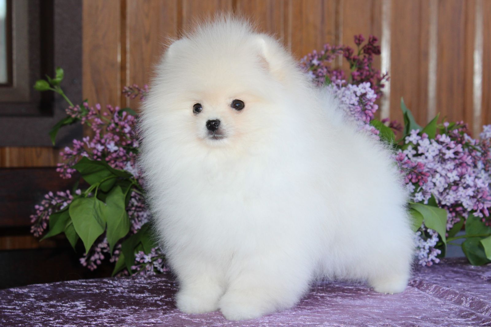 Pomeranian FCI/КСУ girl little angel! Померанський шпіц дівчинка крем!