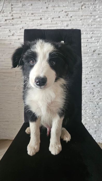 Piesek border collie
