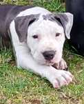 Sprzedam szczeniak Amstaff