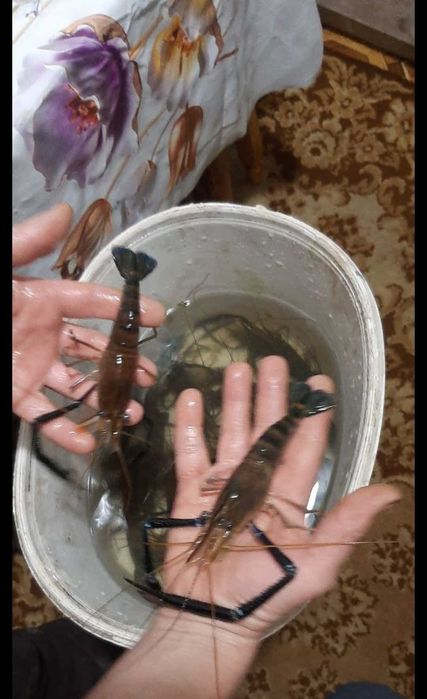 Жива прісноводна креветка Макробрахіум Розенберга