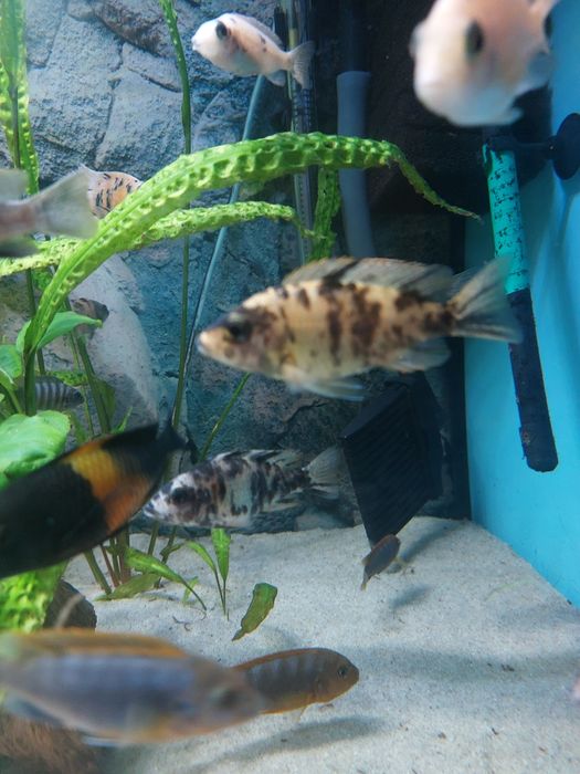 Pyszczaki Para Aulocanara Marmolade Cat Ob