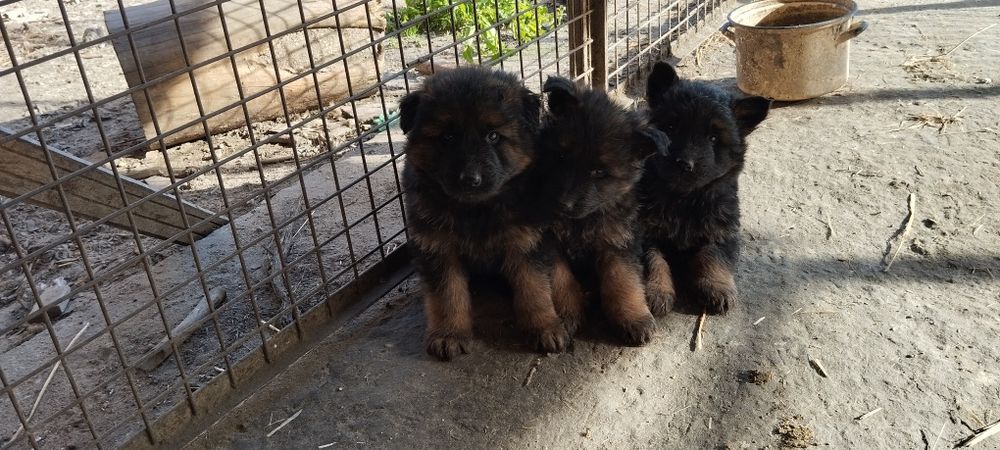 Sprzedam owczarka niemieckiego szczeniak