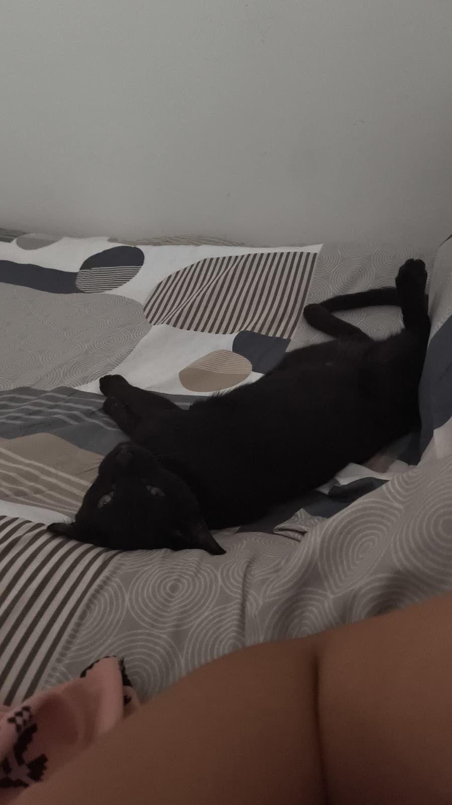 Gatinho para adoção