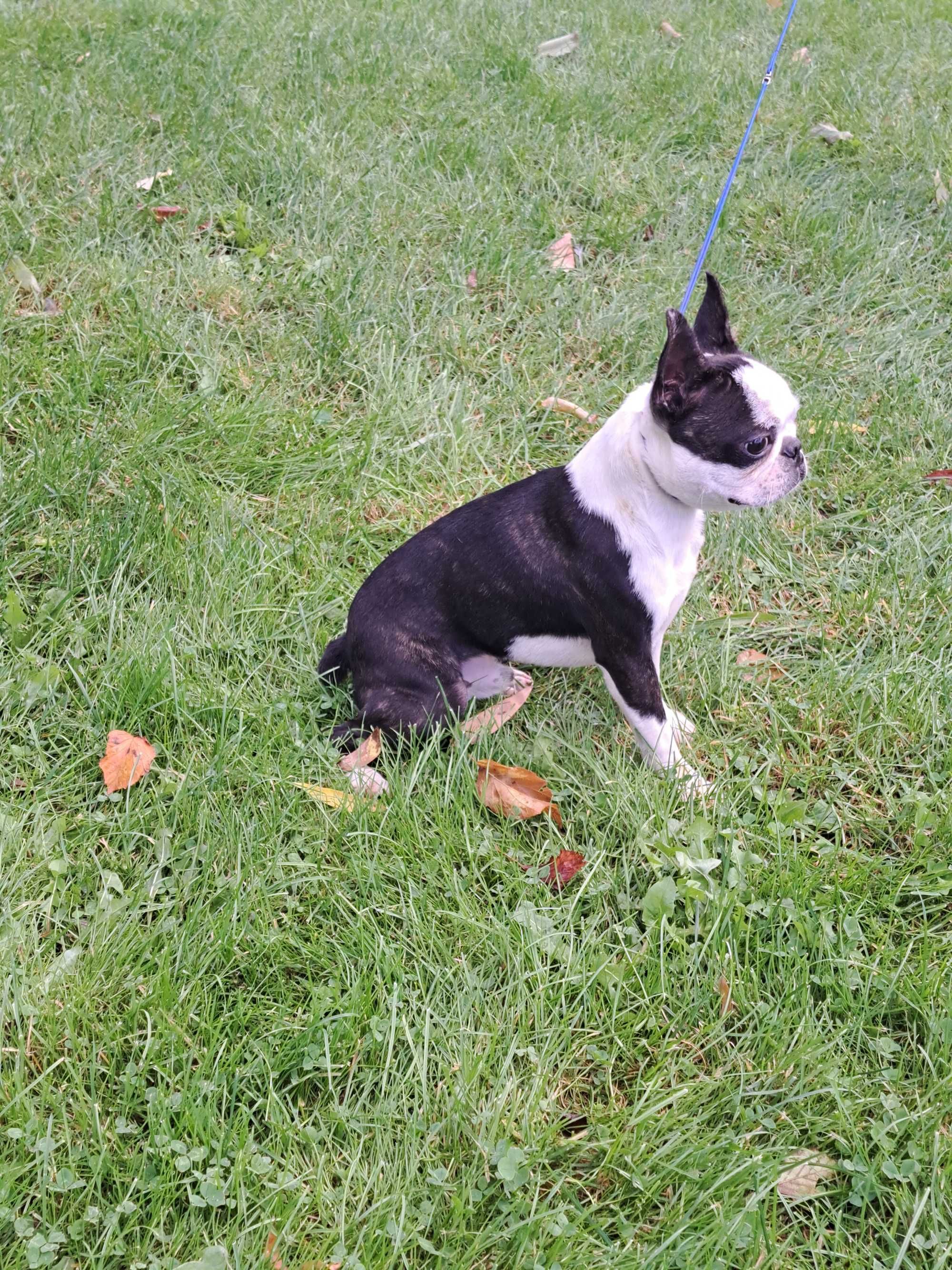 Boston terrier piesek FCI