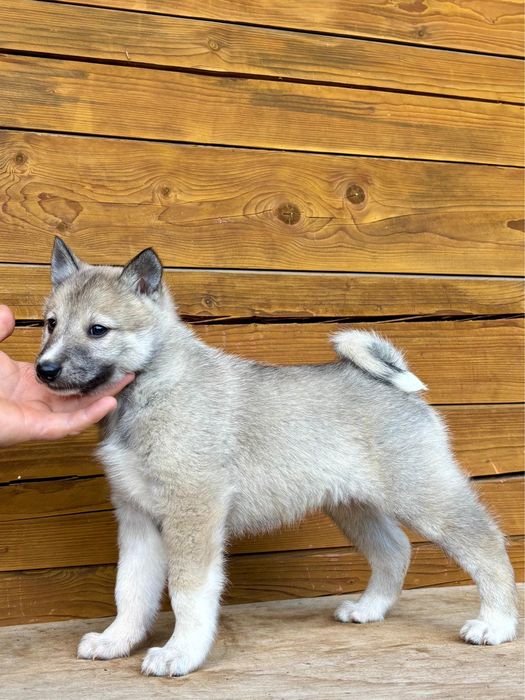 Łajka zachodniosyberyjska suczka