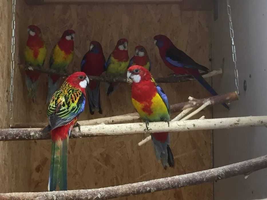 Разнообразные цветные попугаи розелла *(есть ручные)