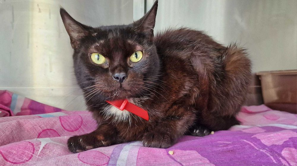 Znaleziono czarnego kota przy Kołłątaja