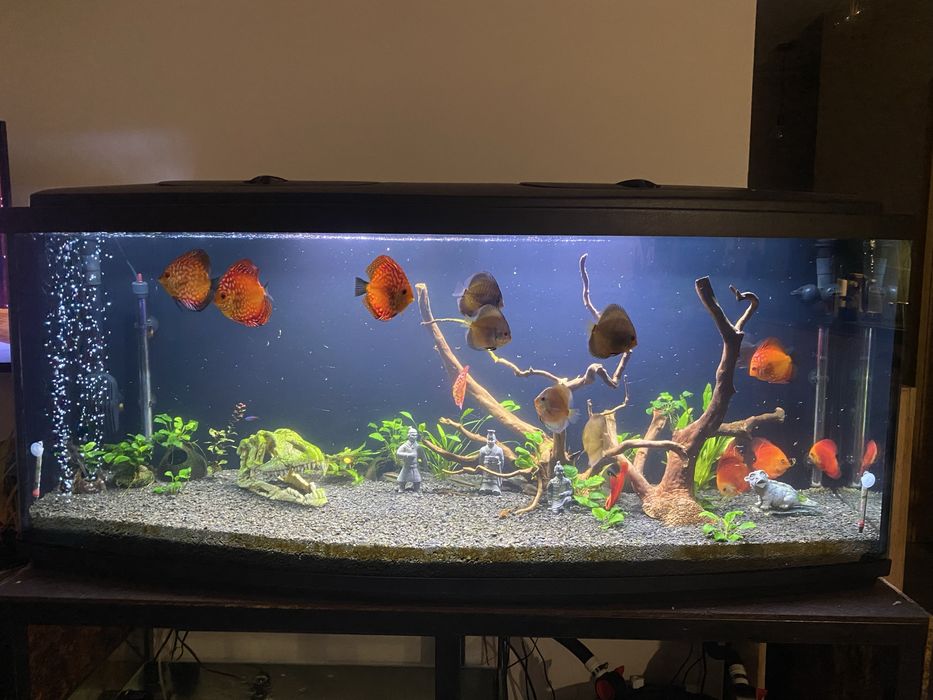 Paletki dyskowce red map red melon