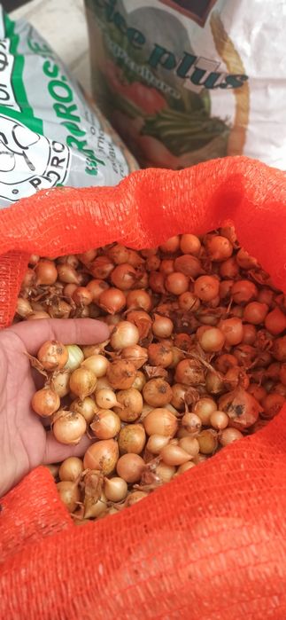 Голландська цибуля-саджанка.