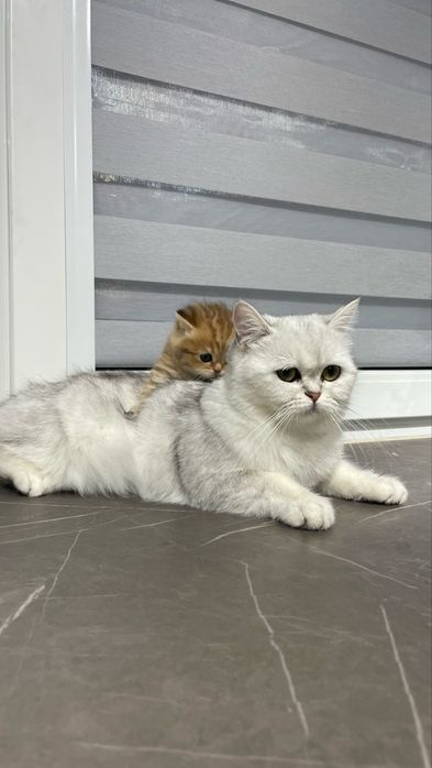 Кошеня шотландська шиншила