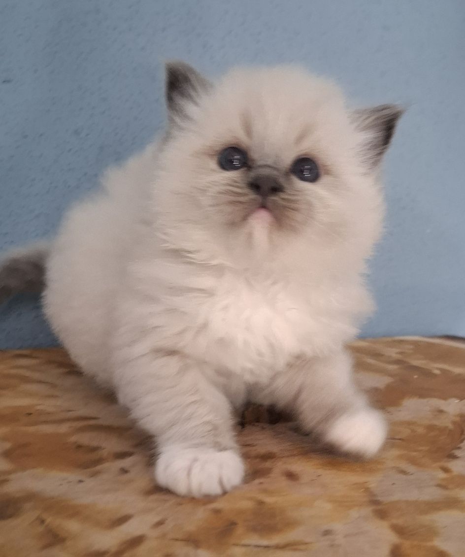 Kocurek blue mitted