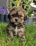 Shihpoo hybryda ras Sunia
