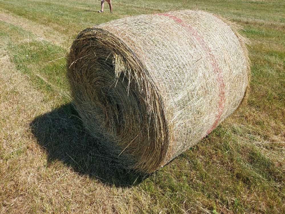 Siano 120cm dla Koni i bydła z 2025r