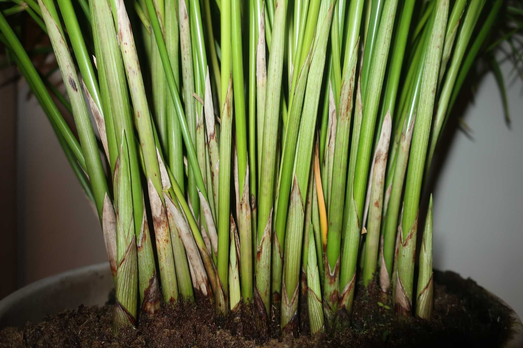 Cyperus alternifolius (cibora zmienna, papirusik)
