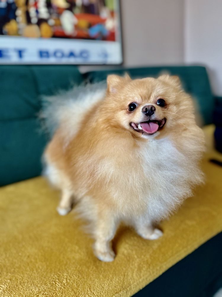 Reproduktor Szpic miniaturowy pomeranian