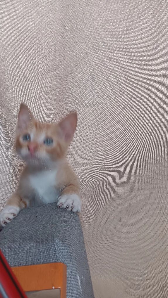 Oddam kotki w dobre ręce