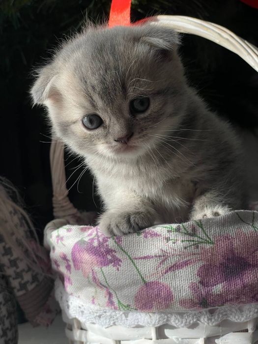 Małe brytyjskie kotki czekają!