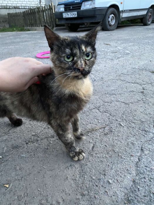 Чарівна стерилізована киця Черепашка