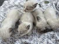 Dasse 2 gatos e 2 gatas