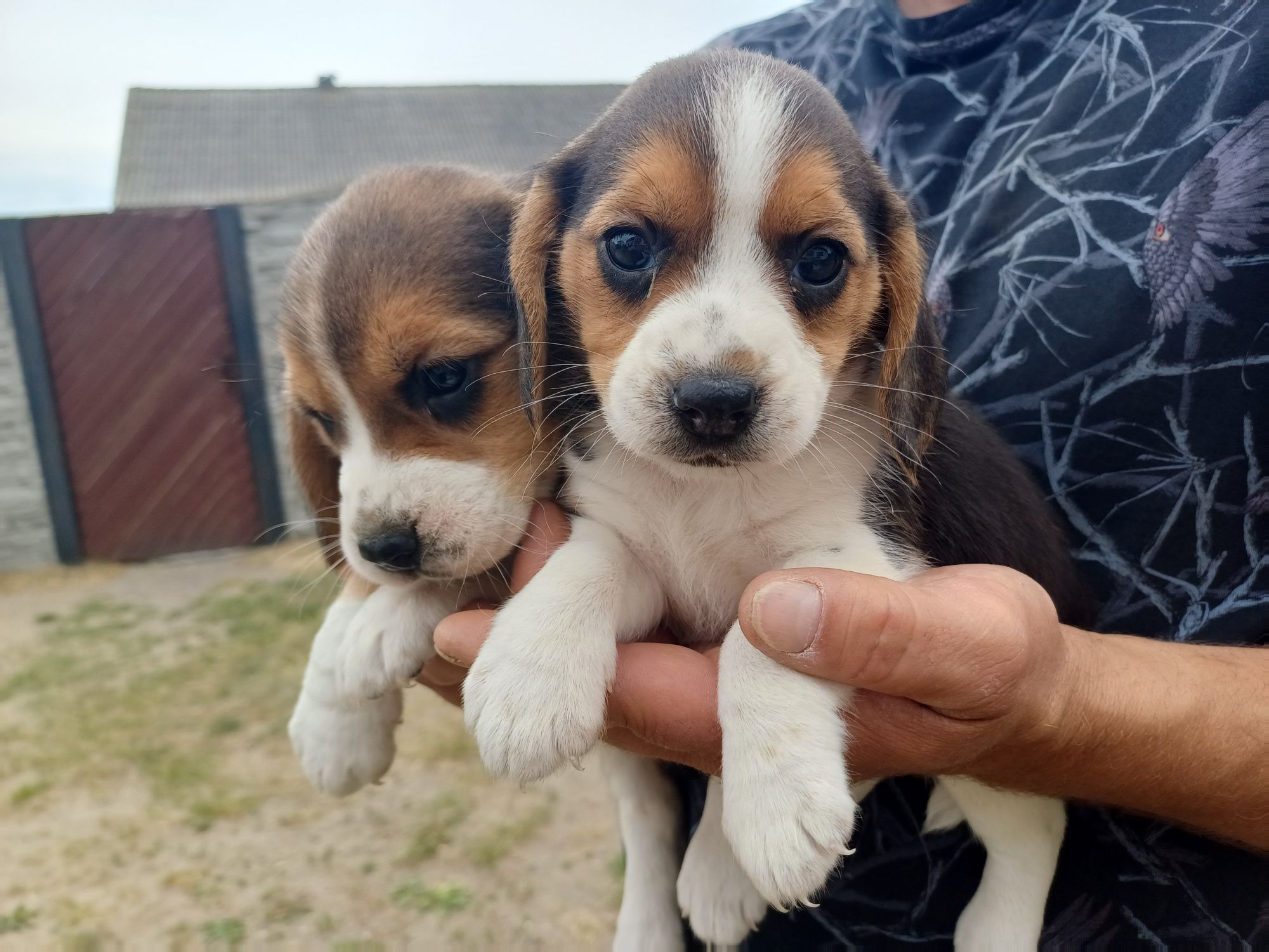 Suczka rasy Beagle
