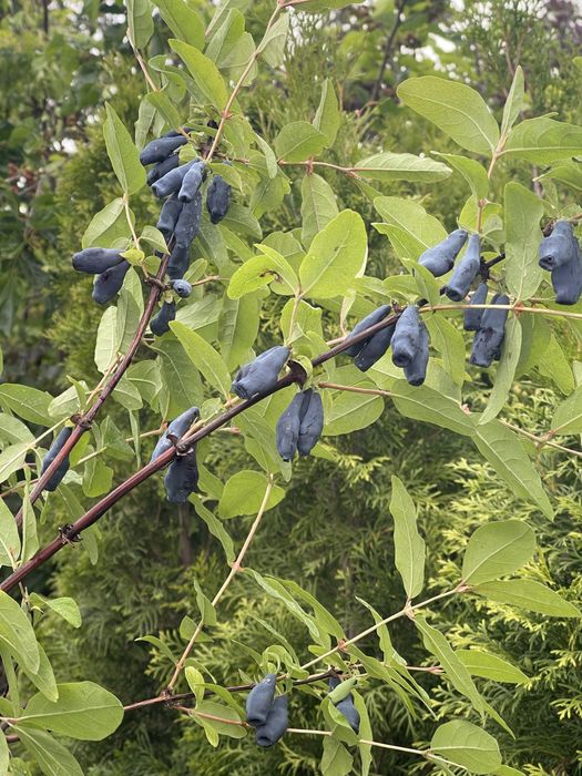 Жимолость. Колекція сортів.
