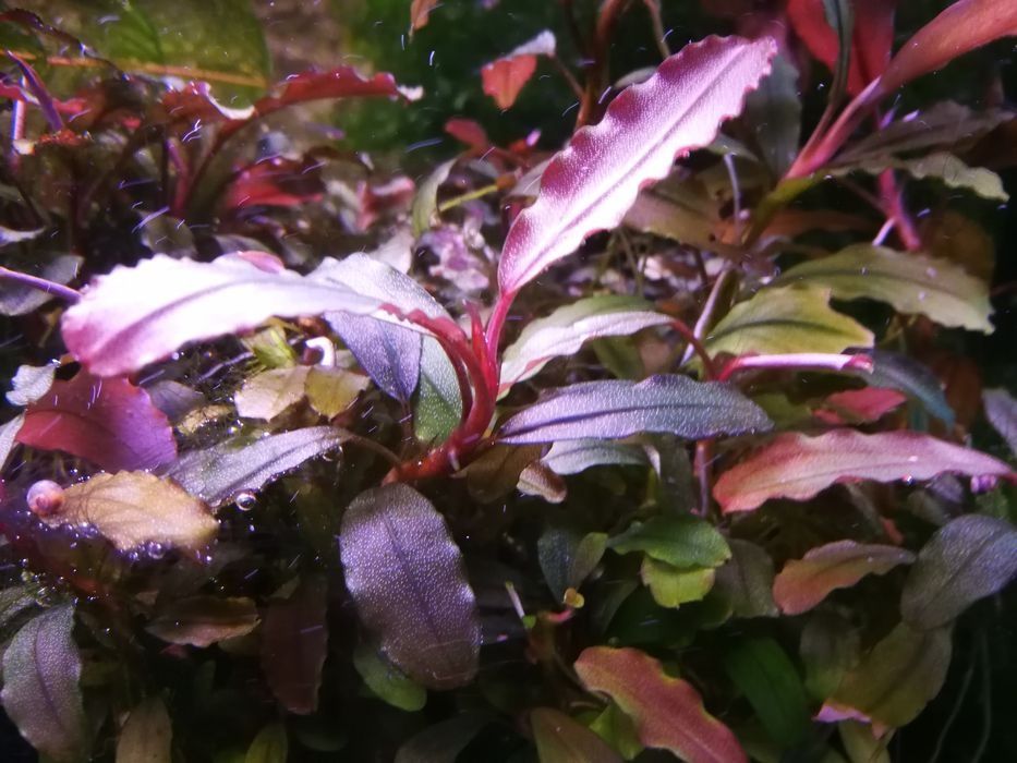 Bucephalandra sadzonki