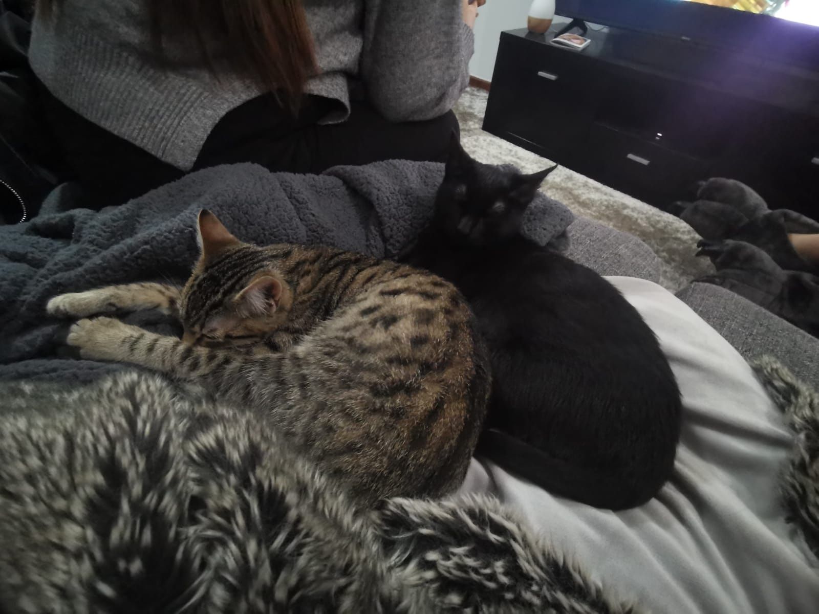 Gatas Para Adoção