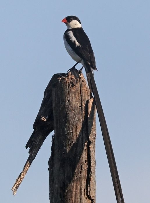 Macho de viúva Domínica