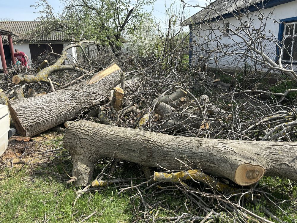 Стовбури горіха