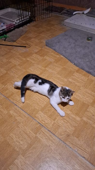 4miesieczna kotka szuka domu niewychodzącego