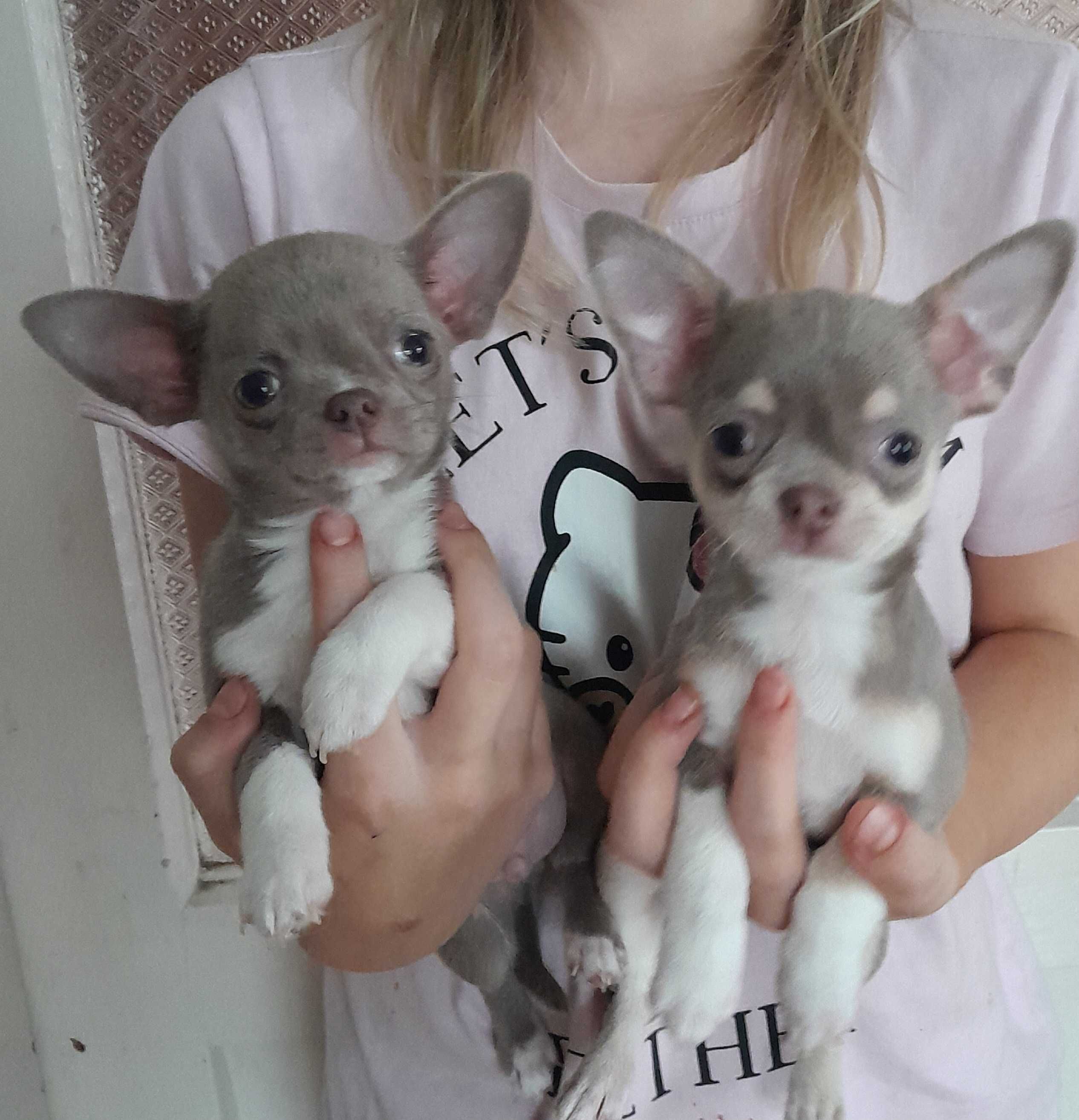 Liliowe chłopcy Chihuahua