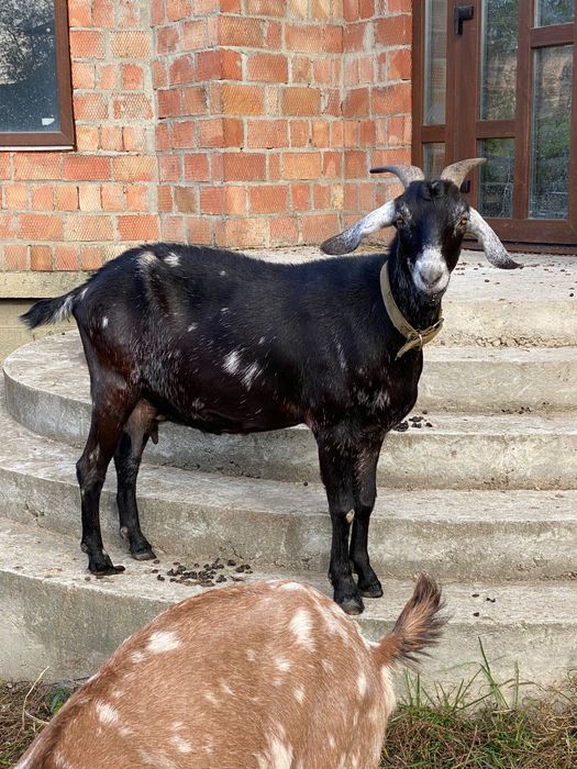 Англо-нубійські кози