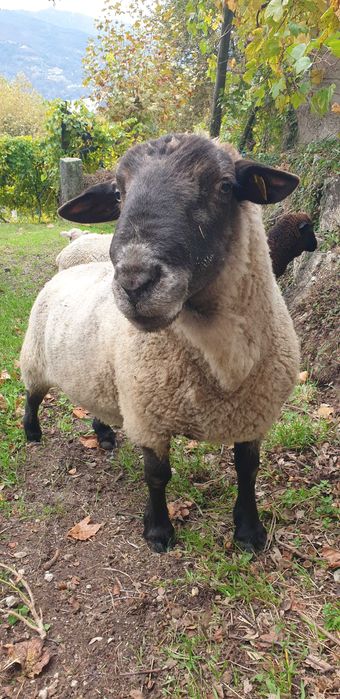 Sulfok 4 anos  muito meigo