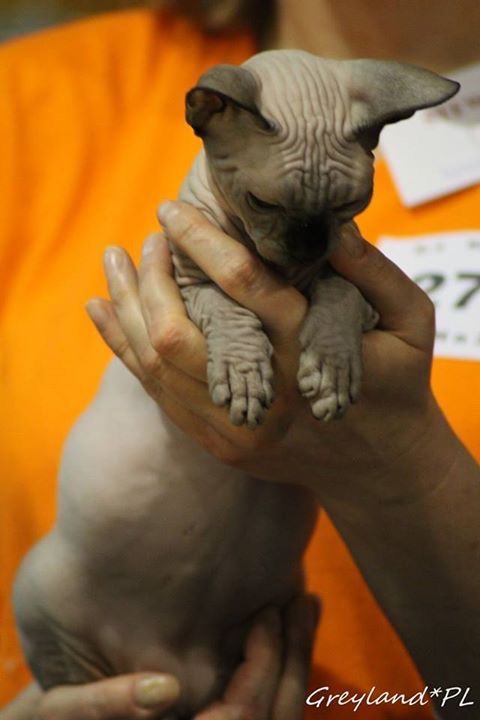 P/Adopcja‼️Czarna_ i_Niebieska Przepiekna Kotka •szuka domku Wwa Śląsk