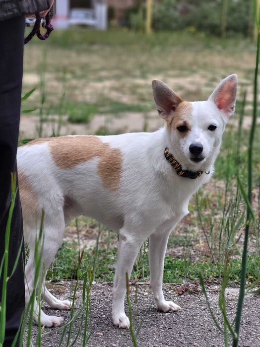 Маленький песик шукае добрі руки