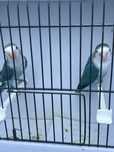 Agopornios ficheres