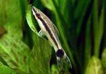 Otosek, Otocinclus affinis, idealny na glony w akwarium