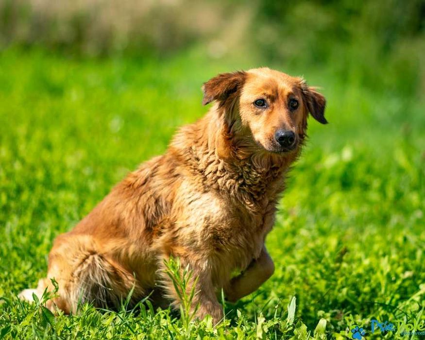 Lipronka - śliczna, nieśmiała, łagodna suczka czeka na dom
